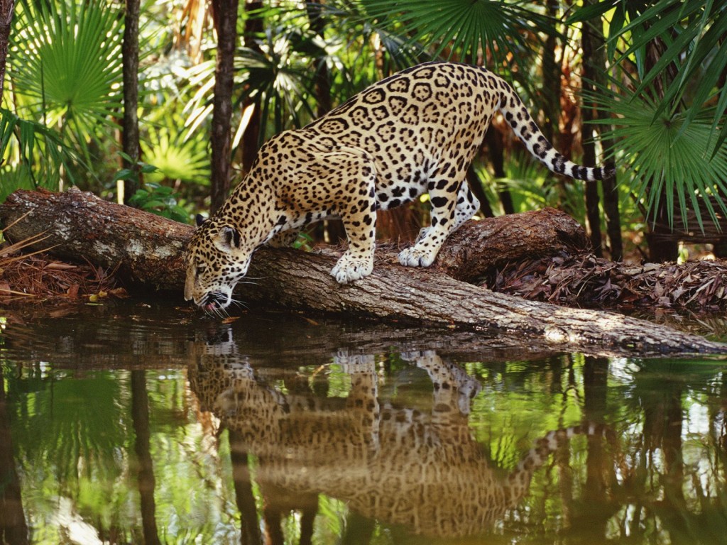 Jaguar africain de Guyane