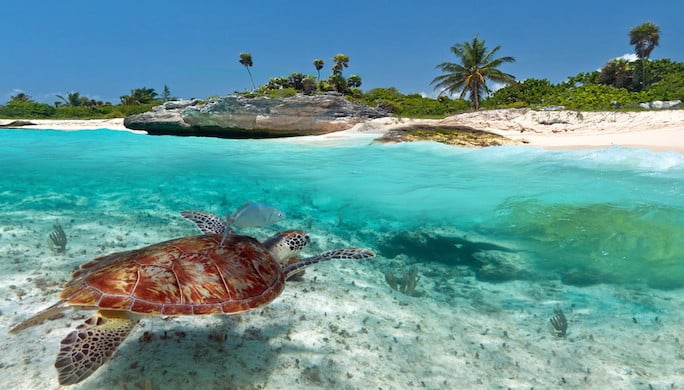 Green turtle in Mexico:/ Infotravel.fr