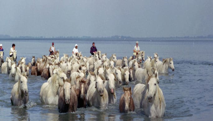 camargue_1