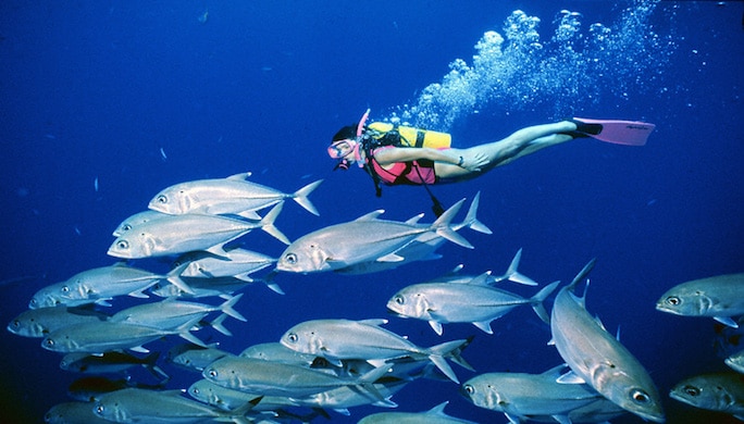 plongee-mike-ball-expeditions-coral-sea-fish-diver