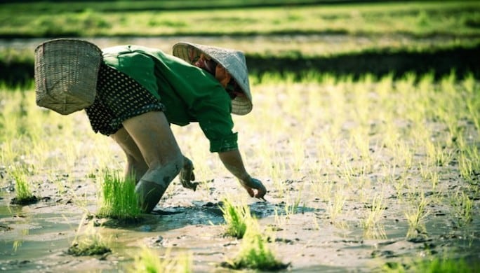 Vietnam_Culture_Riz-755x484