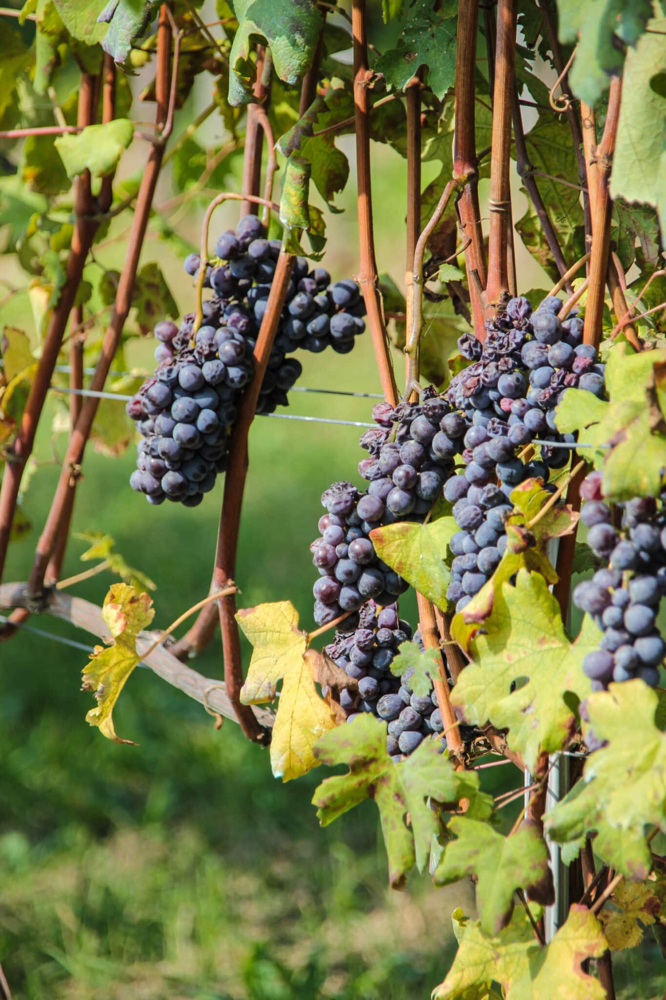 Grapes_Langhe