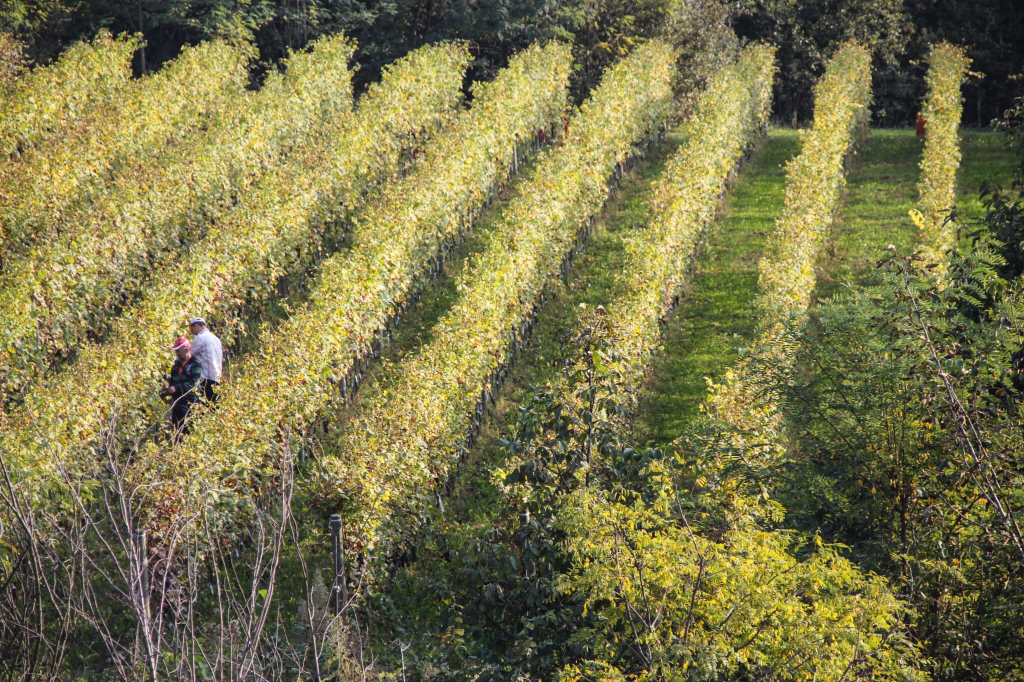 Serradenari_vineyards_Barrolo