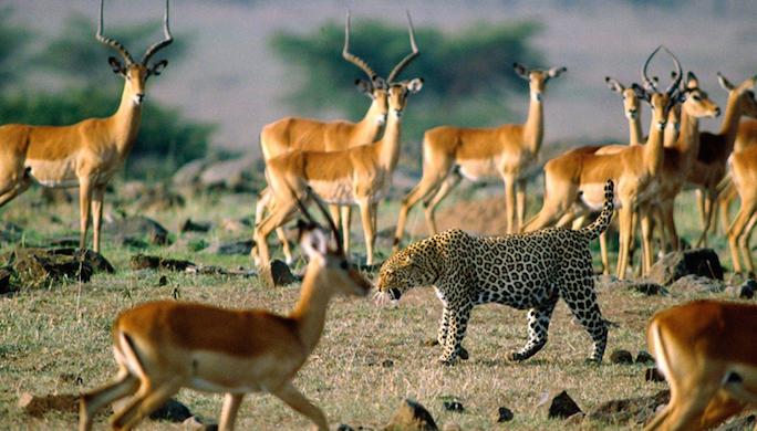 safari-en-afrique-antilopes-guepard