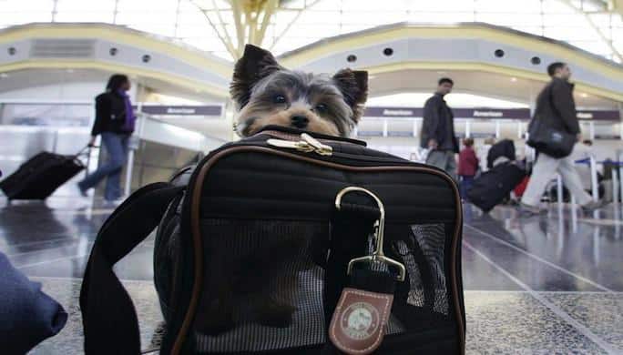 Dog waits at Ronald Reagan National Airport before traveling on Thanksgiving holiday in Washington