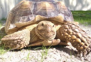 tortue terrestre