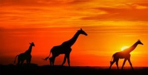 Safari afrique-du-sud