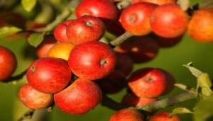 Calvados-Pommes / infotravel.fr