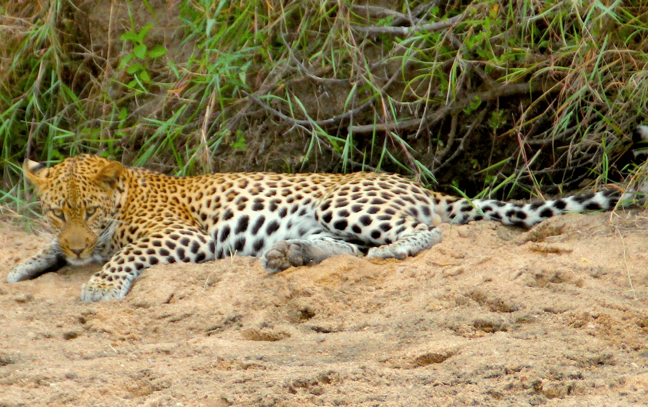 AFRIQUE DU SUD ROBERT KASSOUS