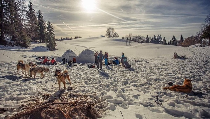 Chiens de traîneau  Les Contamines Montjoie, le village nature au pied du  Mont-Blanc