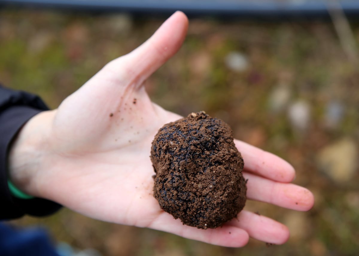 VIC en Nord CATALOGNE: Paradis de la truffe