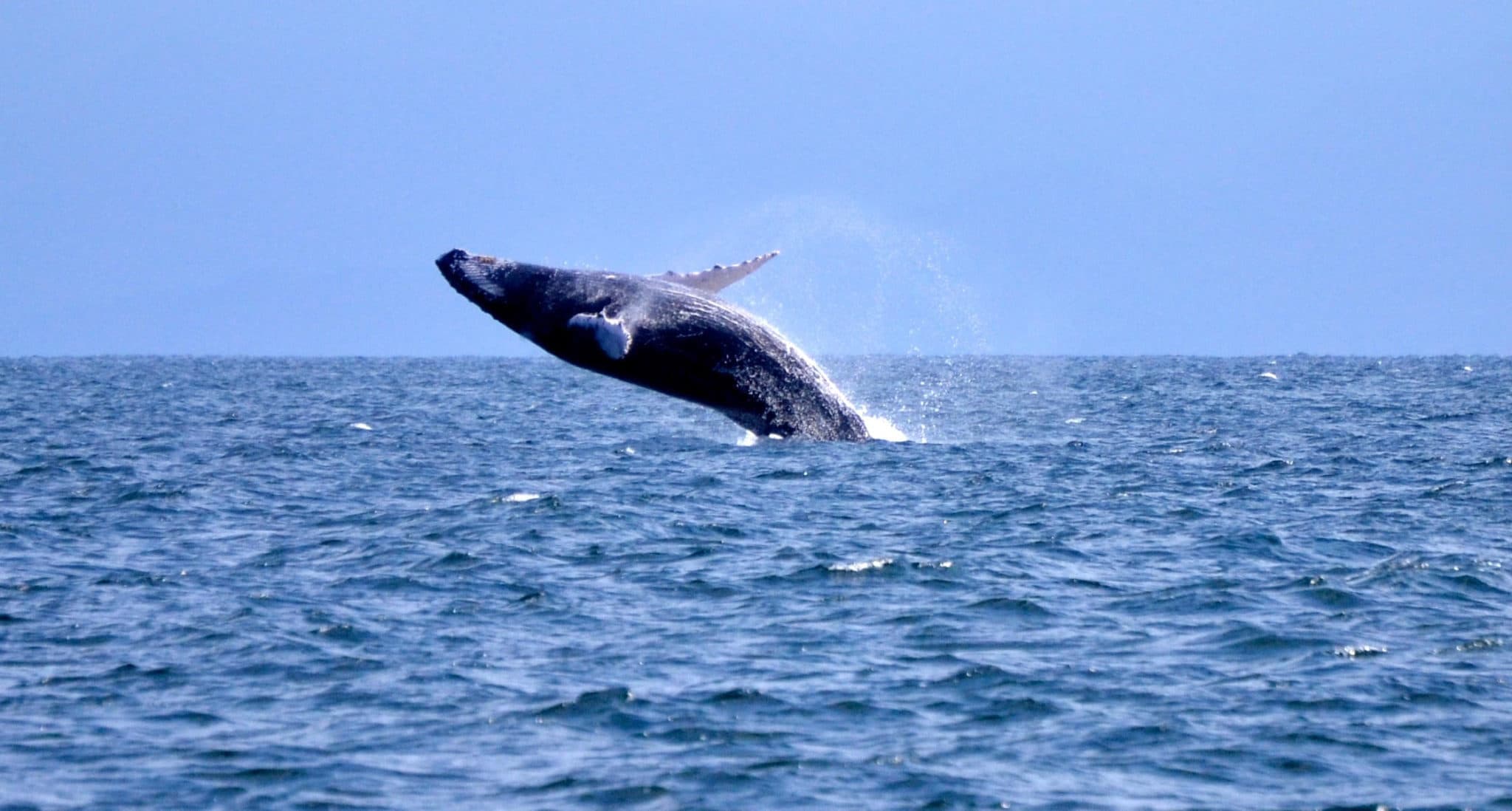 Le carnaval et les baleines à bosse, les stars du mois de février en République Dominicaine