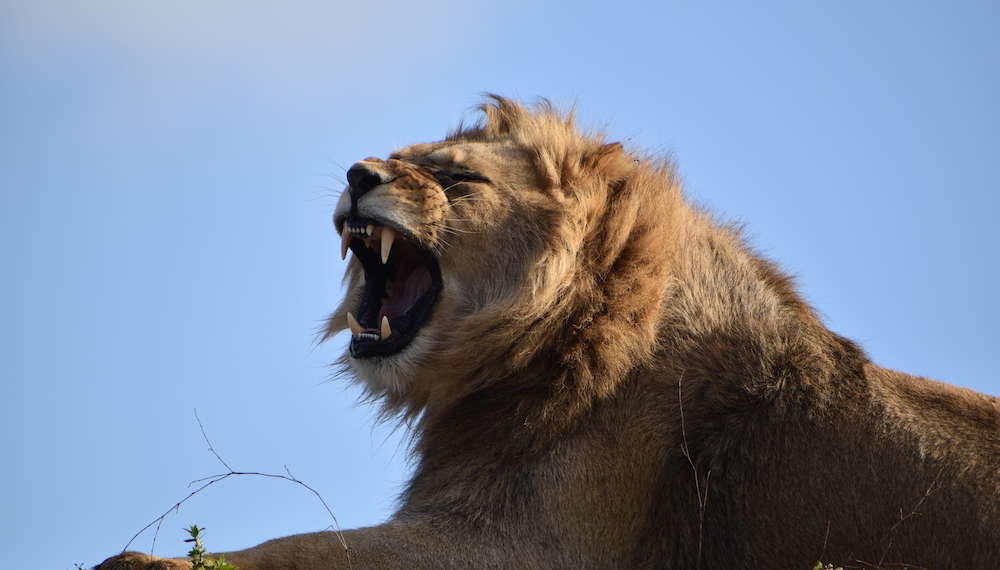 Le Bioparc, 1er site touristique privé de Maine-et-Loire