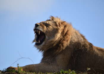 Le Bioparc, 1er site touristique privé de Maine-et-Loire