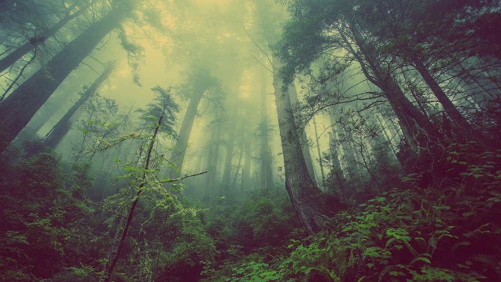  Région Île-de-France: Réouverture de 39 forêts régionales