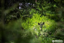 Méribel : Une fenêtre sur la montagne