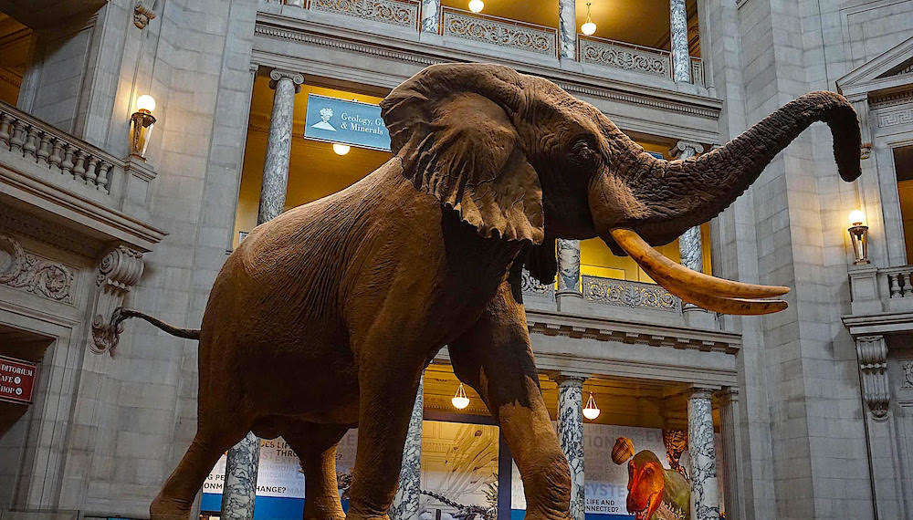 Musée National d’Histoire Naturelle de Washington