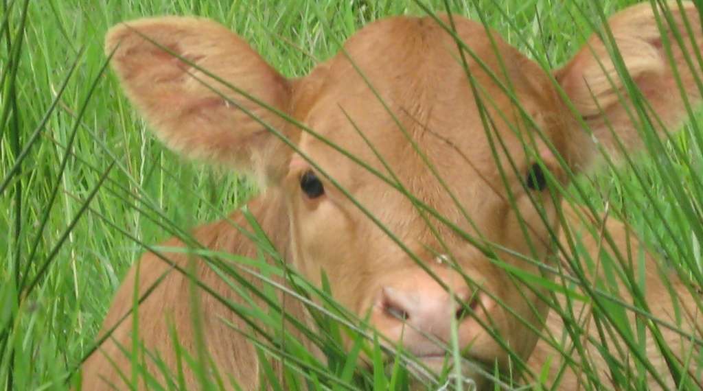 Accueil Paysan Val de Loire: L'été sera vert !