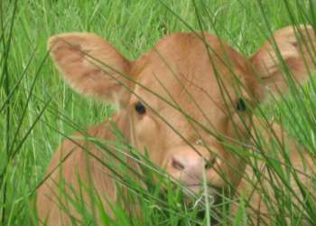 Accueil Paysan Val de Loire: L'été sera vert !