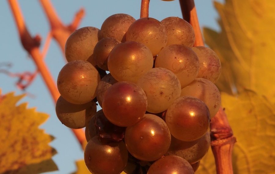 VENDANGES, FRANCE