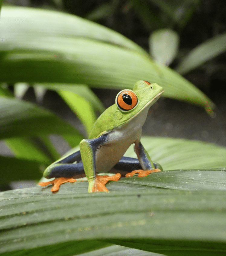 Costa Rica : Un modèle de tourisme durable 