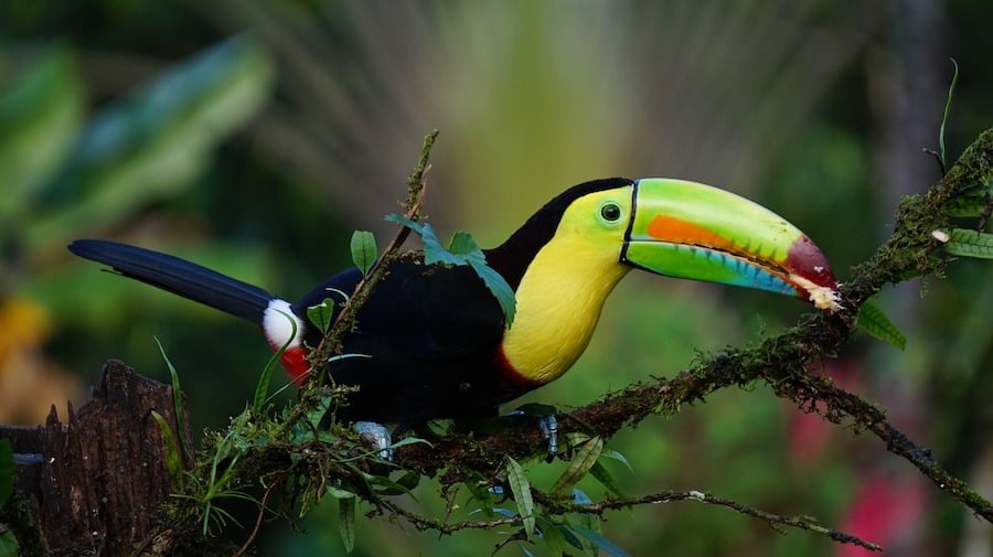 Costa Rica : Un modèle de tourisme durable 