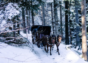 Quand le cheval remplace le ski