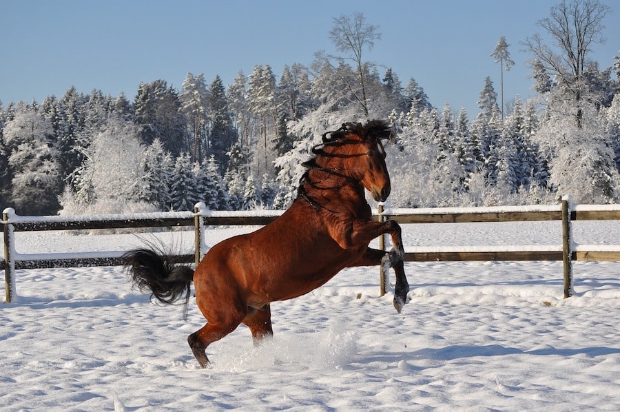 Quand le cheval remplace le ski