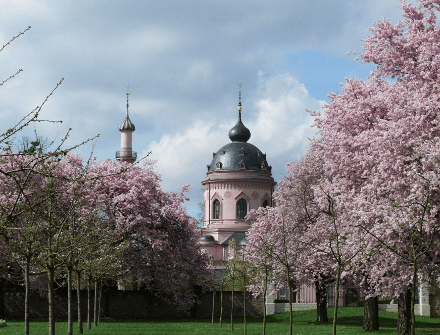 Les cerisiers en fleurs du château de Schwetzingen