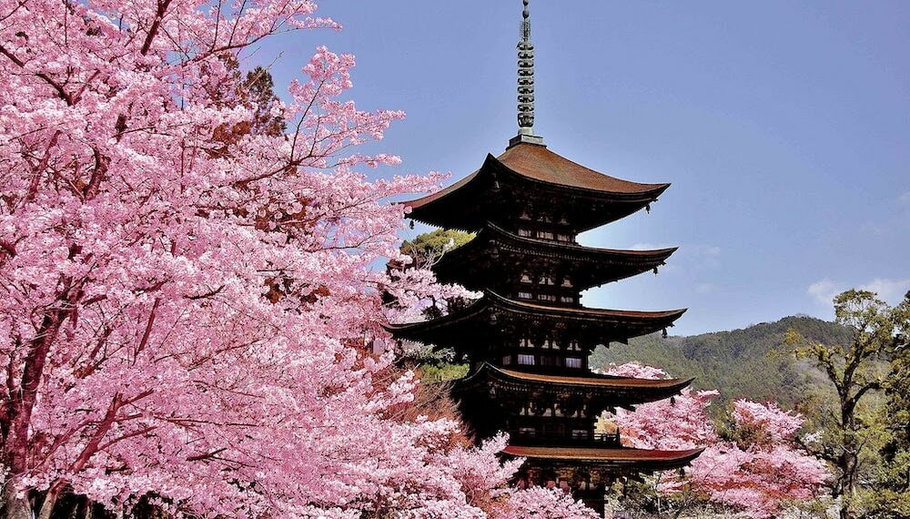 Japon : Les cerisiers en fleurs de Setouchi