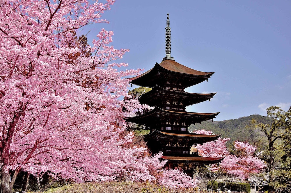 Japon : Les cerisiers en fleurs de Setouchi