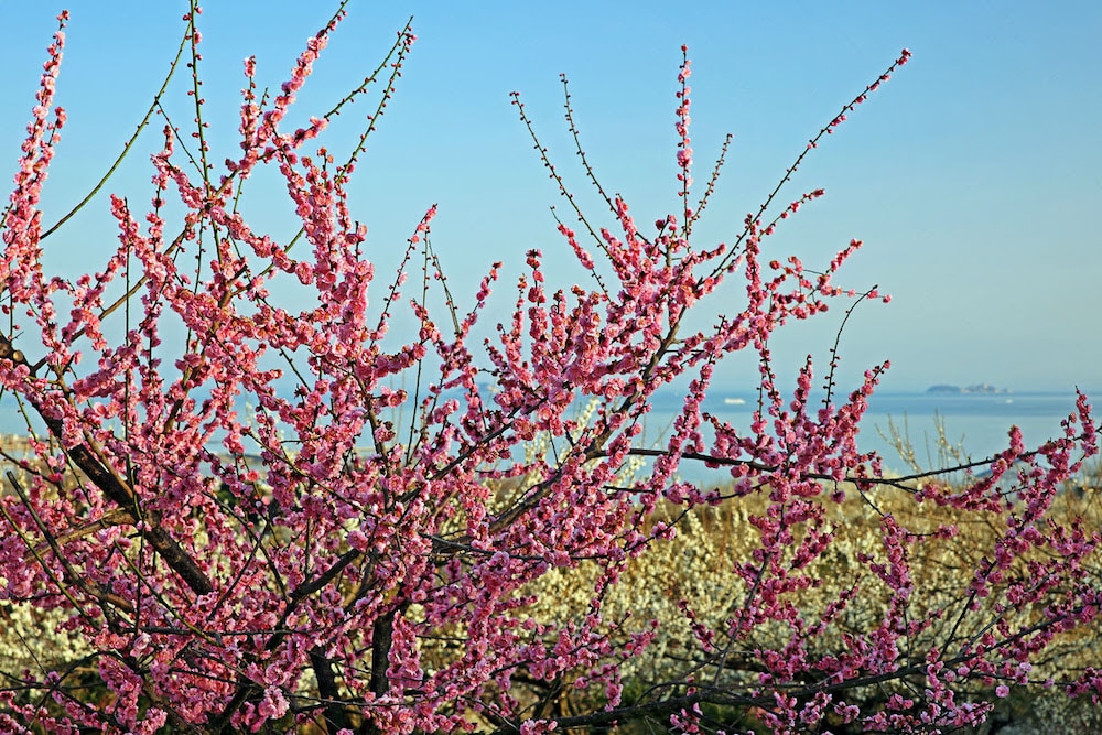 Japon : Les cerisiers en fleurs de Setouchi