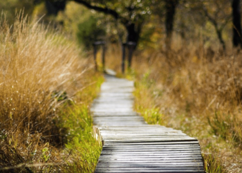 Un bain de nature dans les Landes