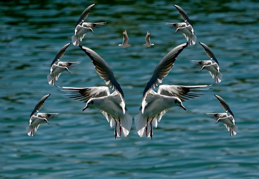 ESCAPADES AU FIL DE L’EAU POUR PETITS ET GRANDS, AU GRÉ DES INCONTOURNABLES DES CHARENTES