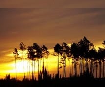 Un bain de nature dans les Landes