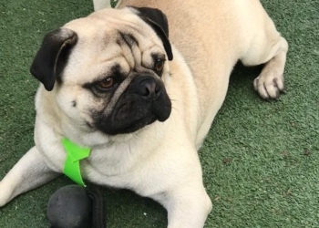 TOBY Les animaux de compagnie aident à supporter la crise