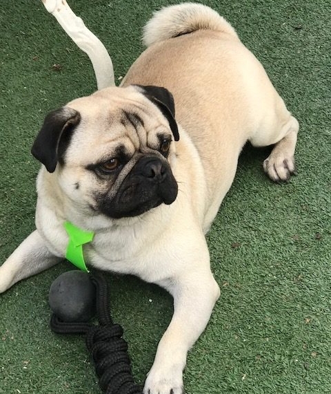 TOBY Les animaux de compagnie aident à supporter la crise