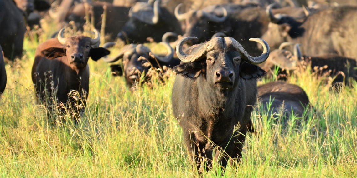 parcs tanzanie