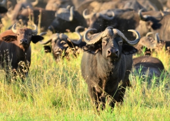 parcs tanzanie