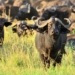 parcs tanzanie