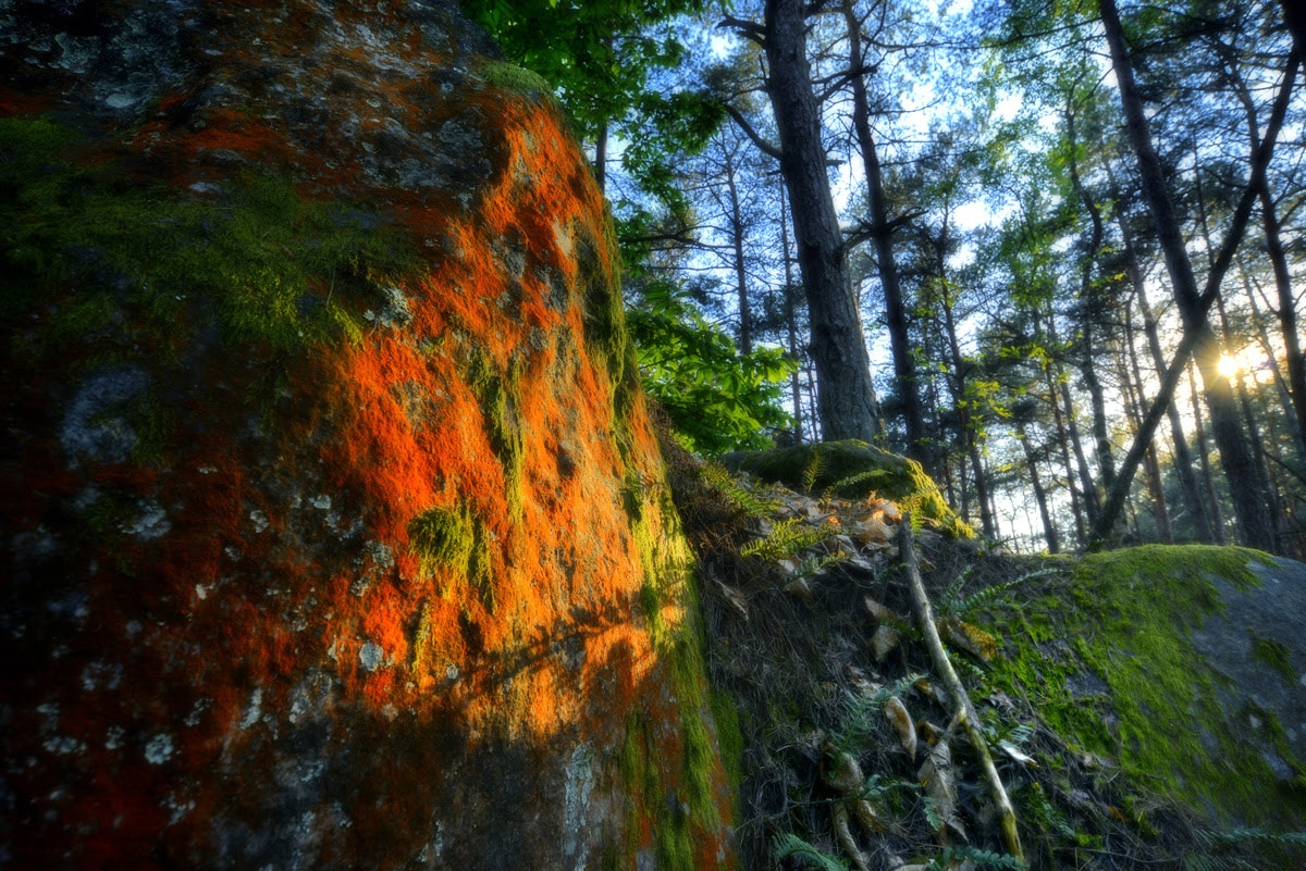 forêt de Fontainebleau