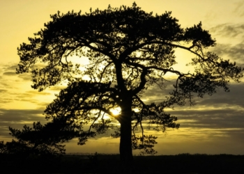 forêt de Fontainebleau