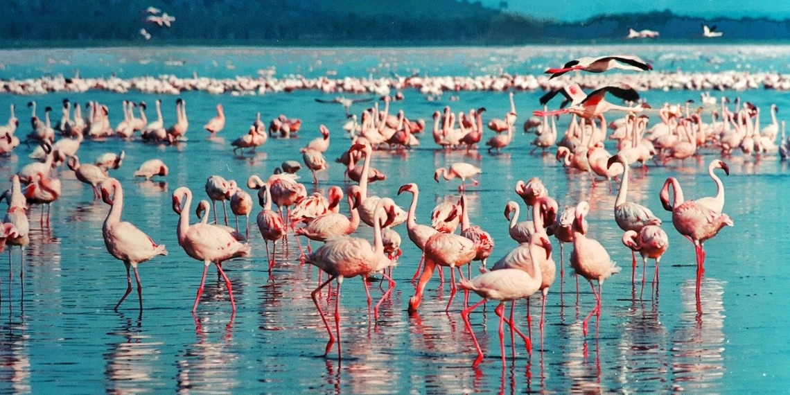 lac nakuru kenya