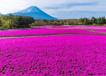 florissante-capitale-japon/