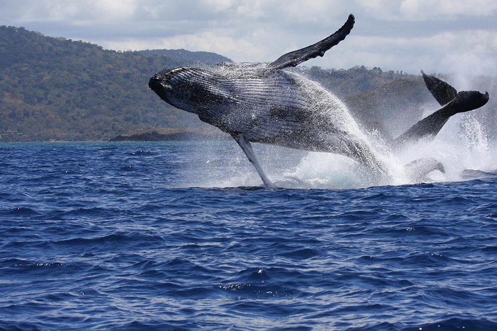 Mayotte baleine