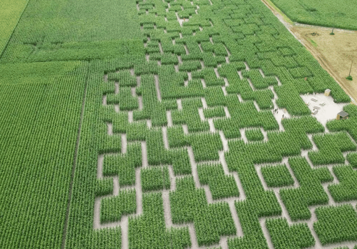 Pop corn labyrinthe