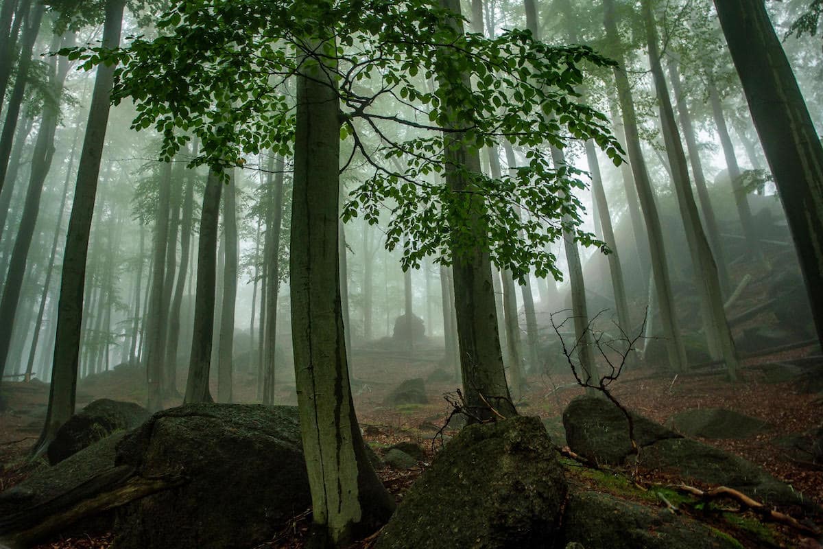 FORET