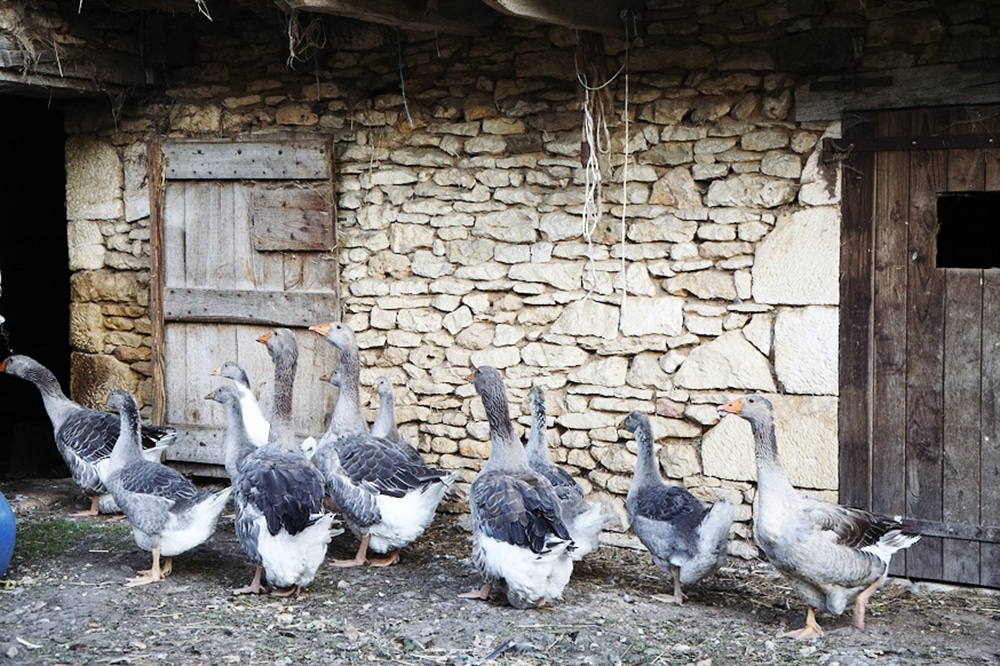 Canard Corrèze