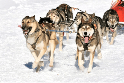 Chiens de traineaux