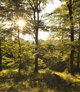 Découvrir Allemagne en 2022 est possible en forêt